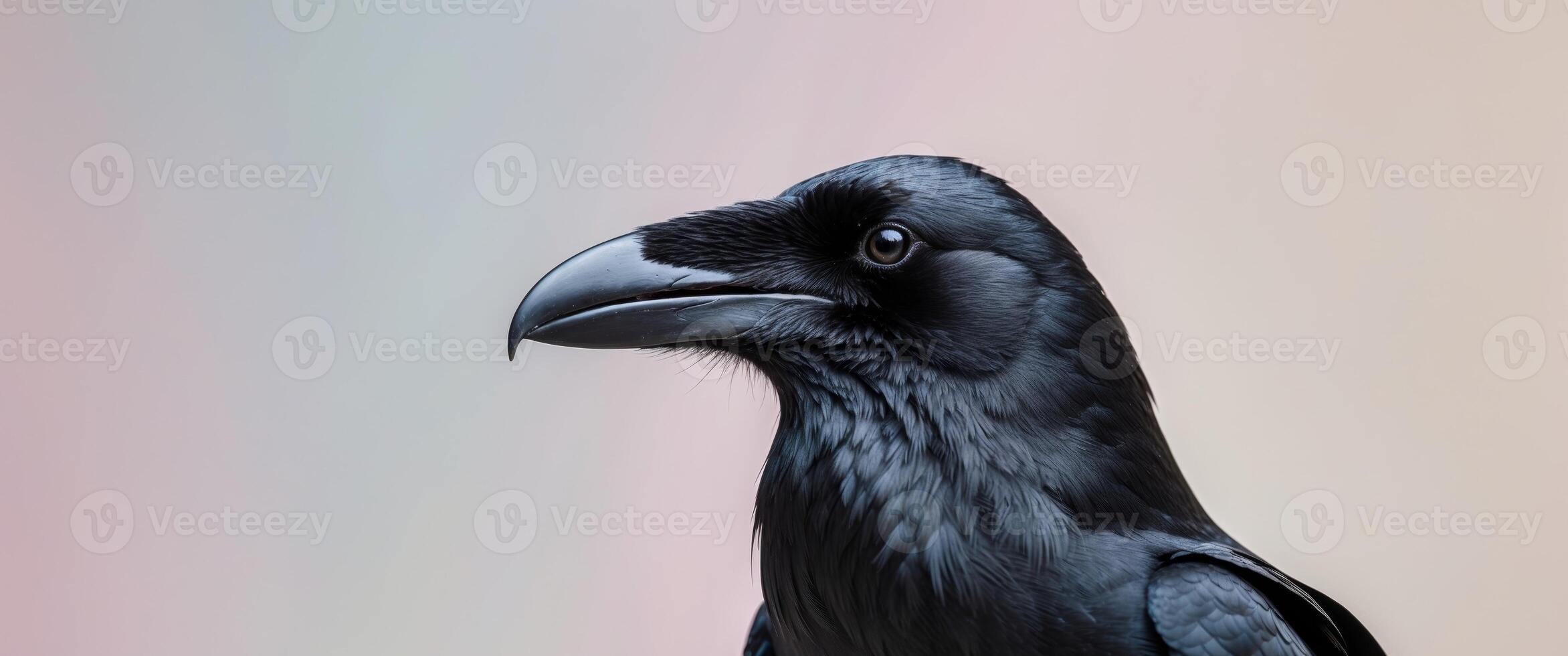 A close up of a black bird with a blue beak photo