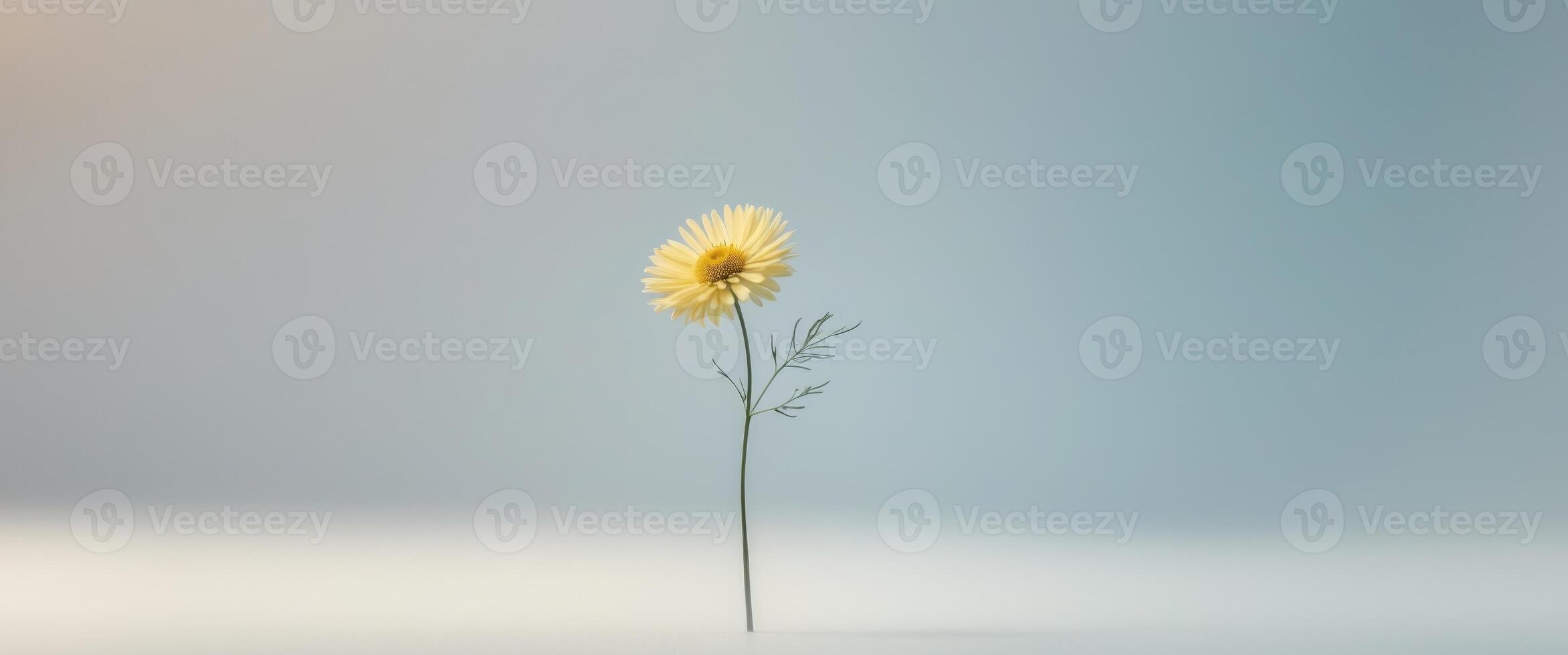 Space Yellow Aster Overview Autumn Blue Pastel Empty. photo