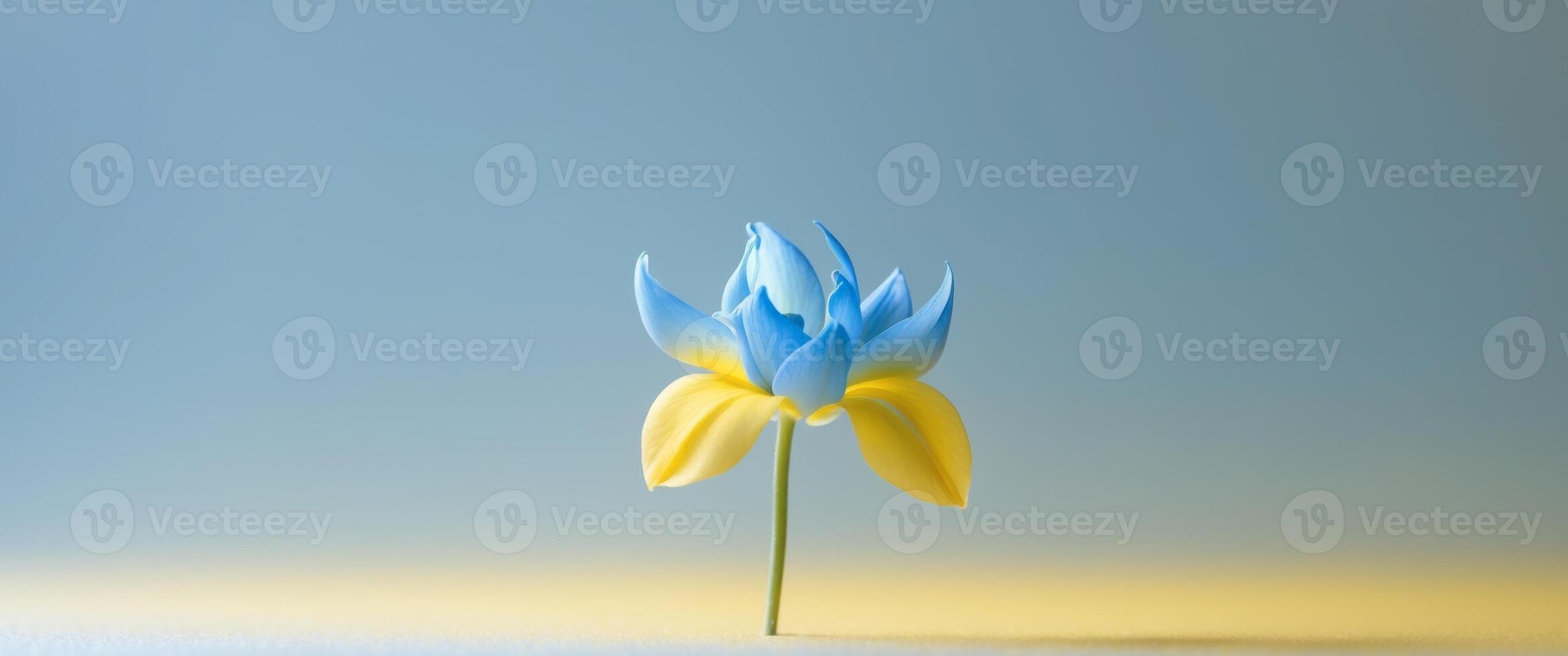 A single blue and yellow flower with a gradient background. photo