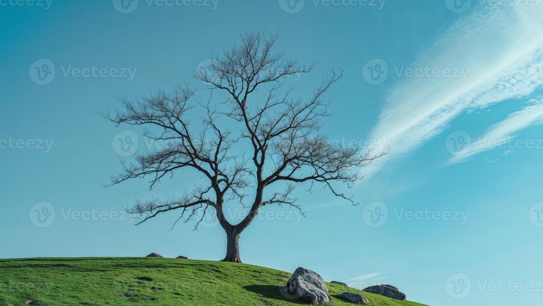 A lone tree stands on top of a grassy hill photo