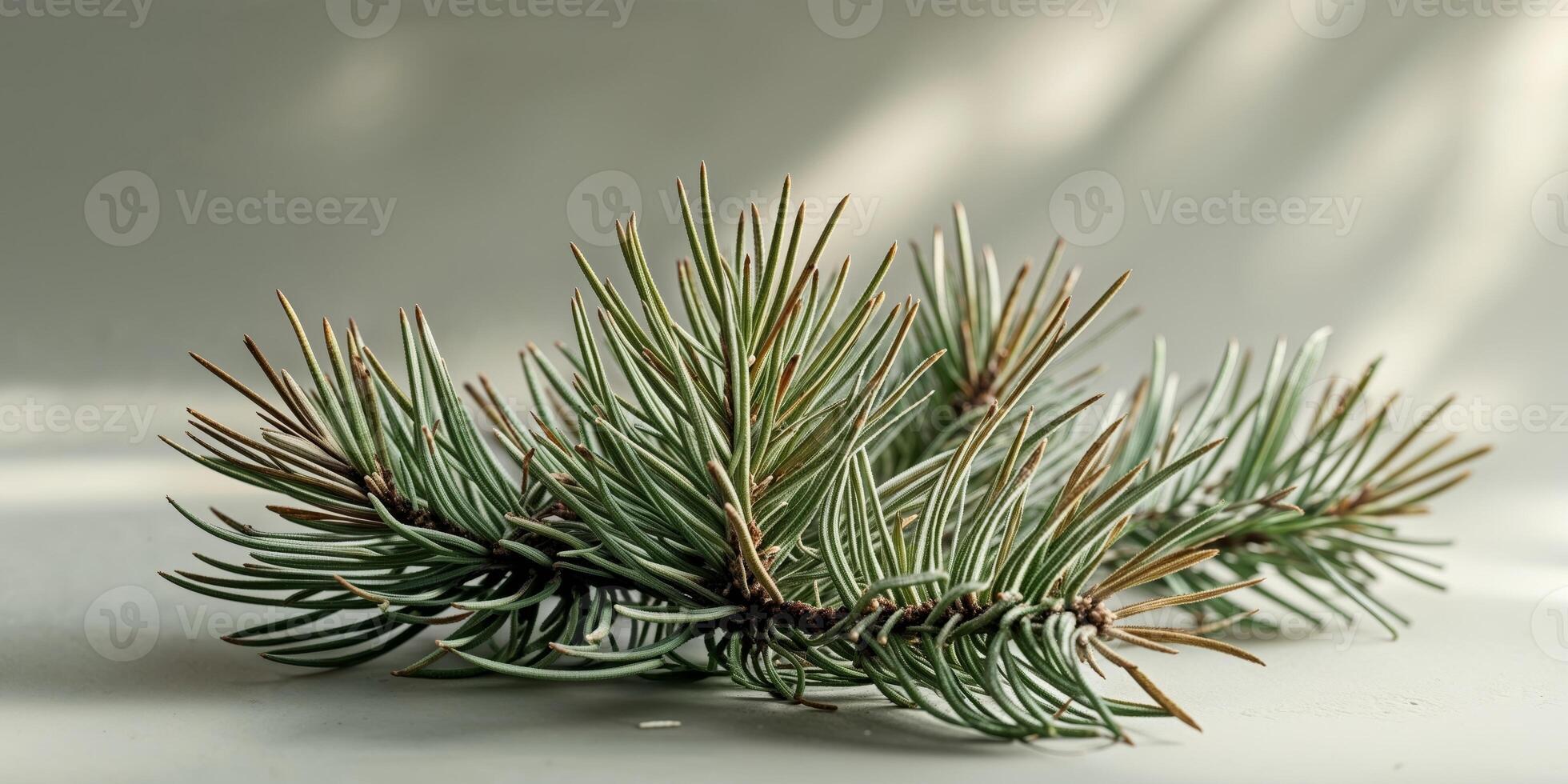 A small branch of pine needles on a white surface photo