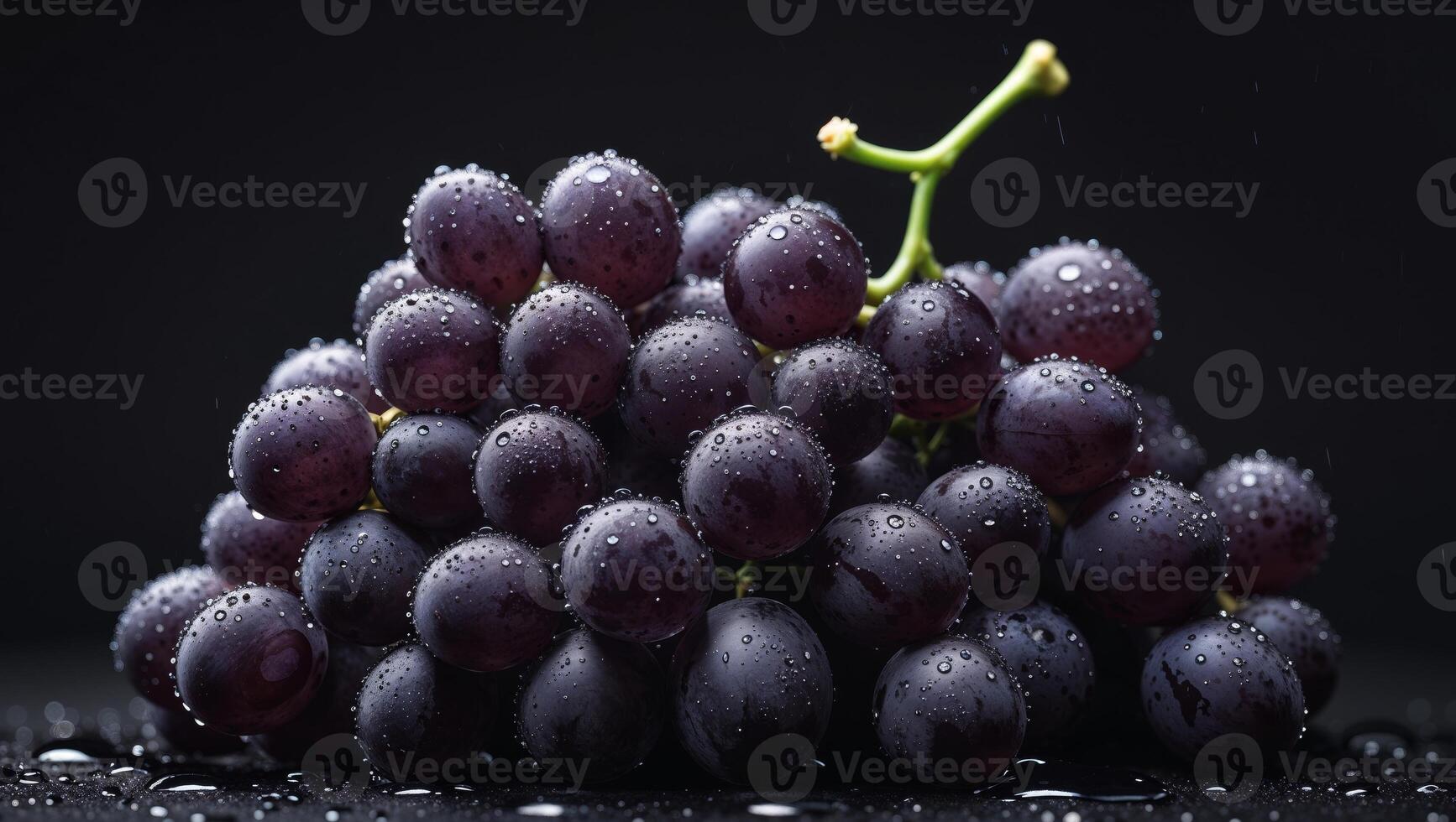 A bunch of dark grapes with a stem on a black background in close up studio shot with water drops. photo
