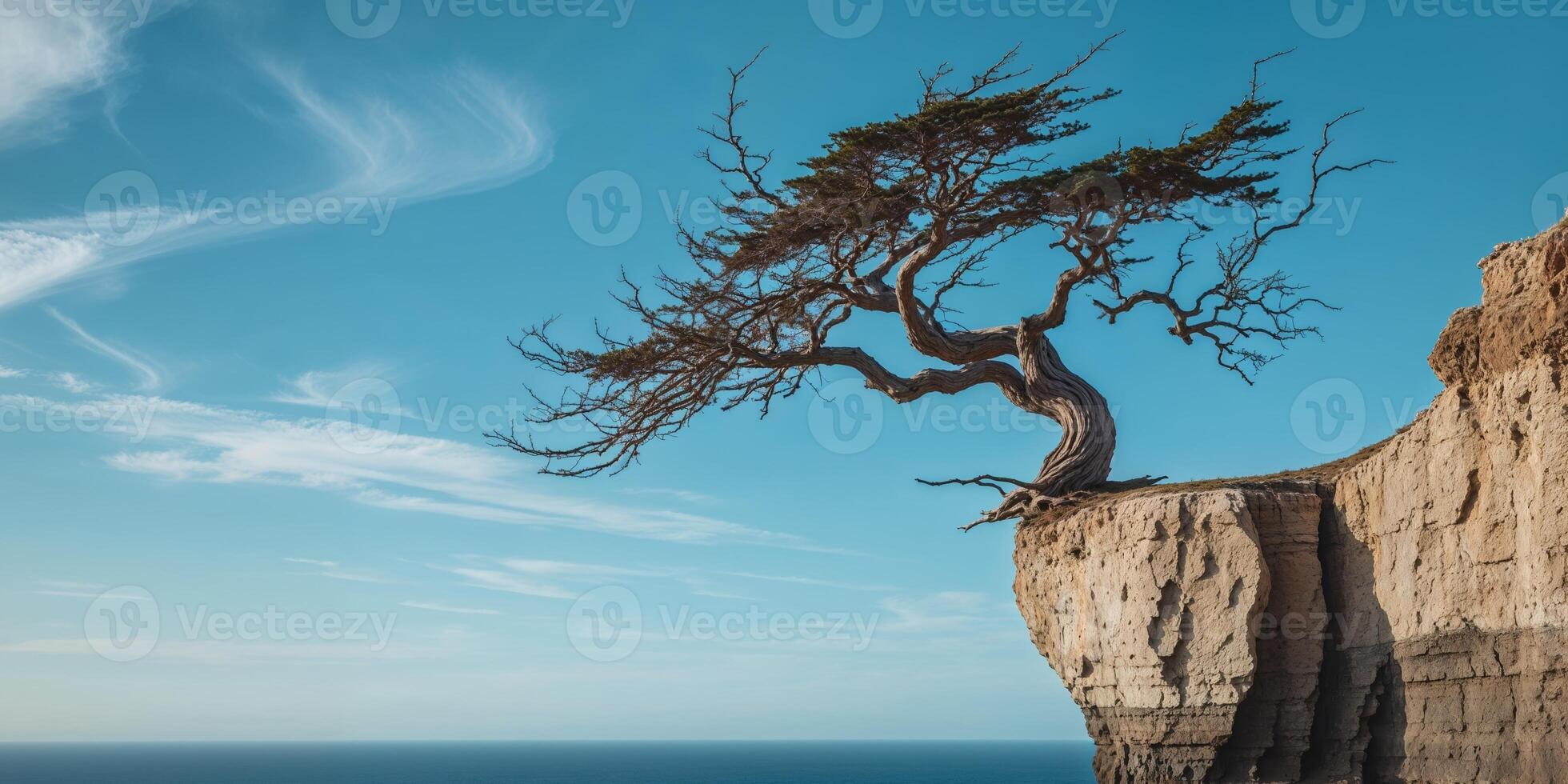 Windswept Tree on Ocean Cliff Under Blue Sky photo