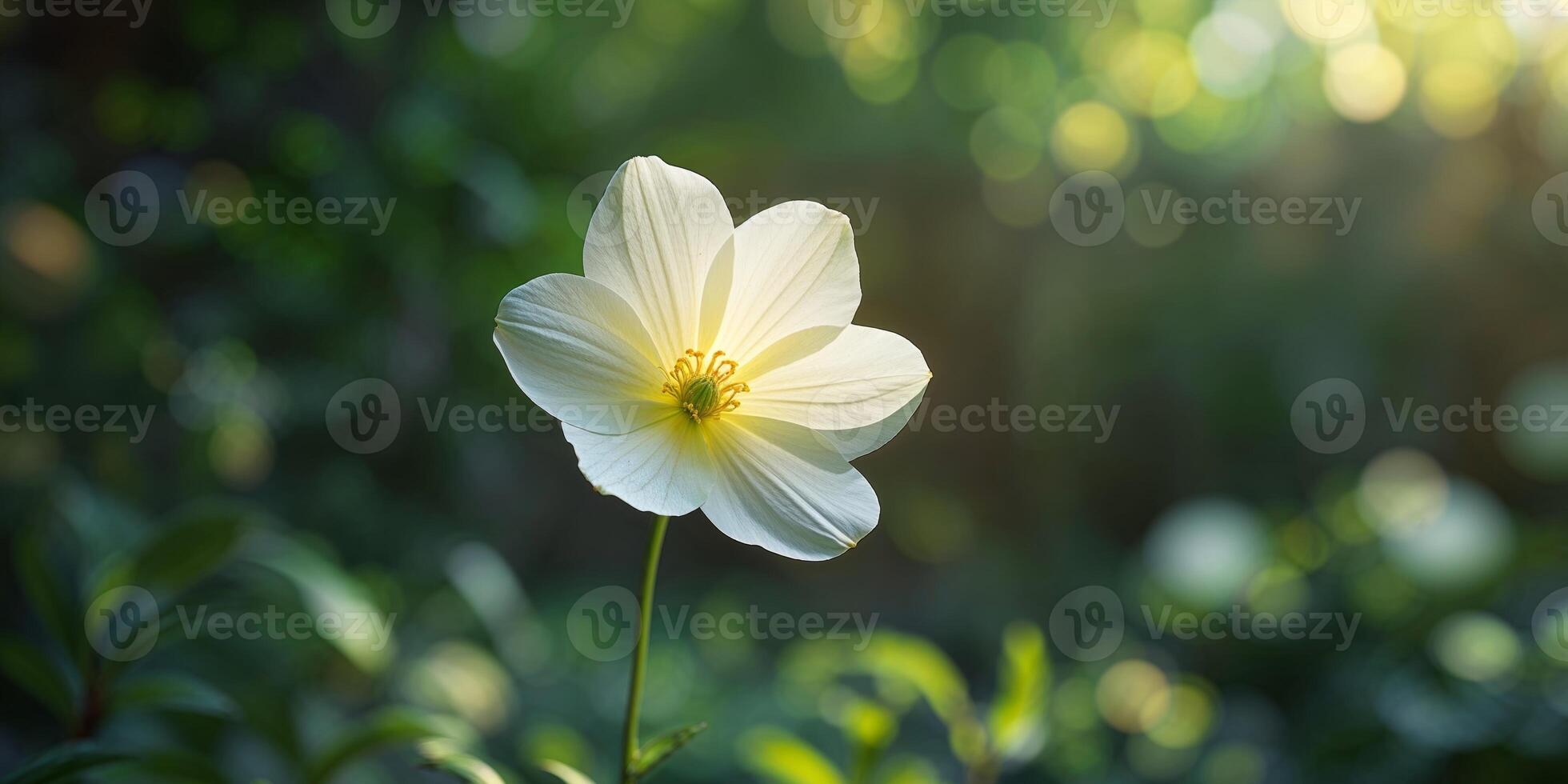 A single white flower is in the middle of a field photo