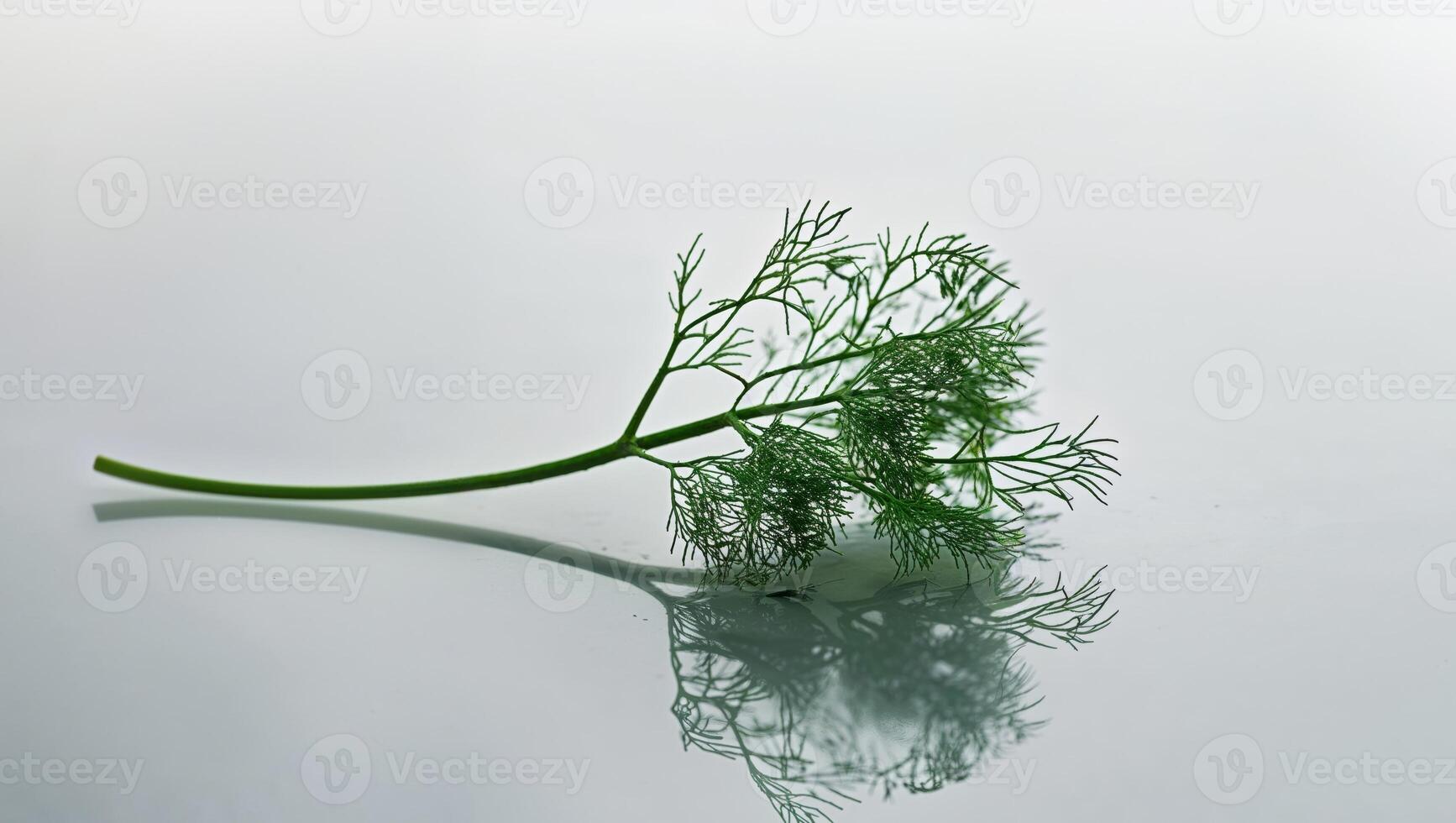 A single green plant is reflected in a mirror photo