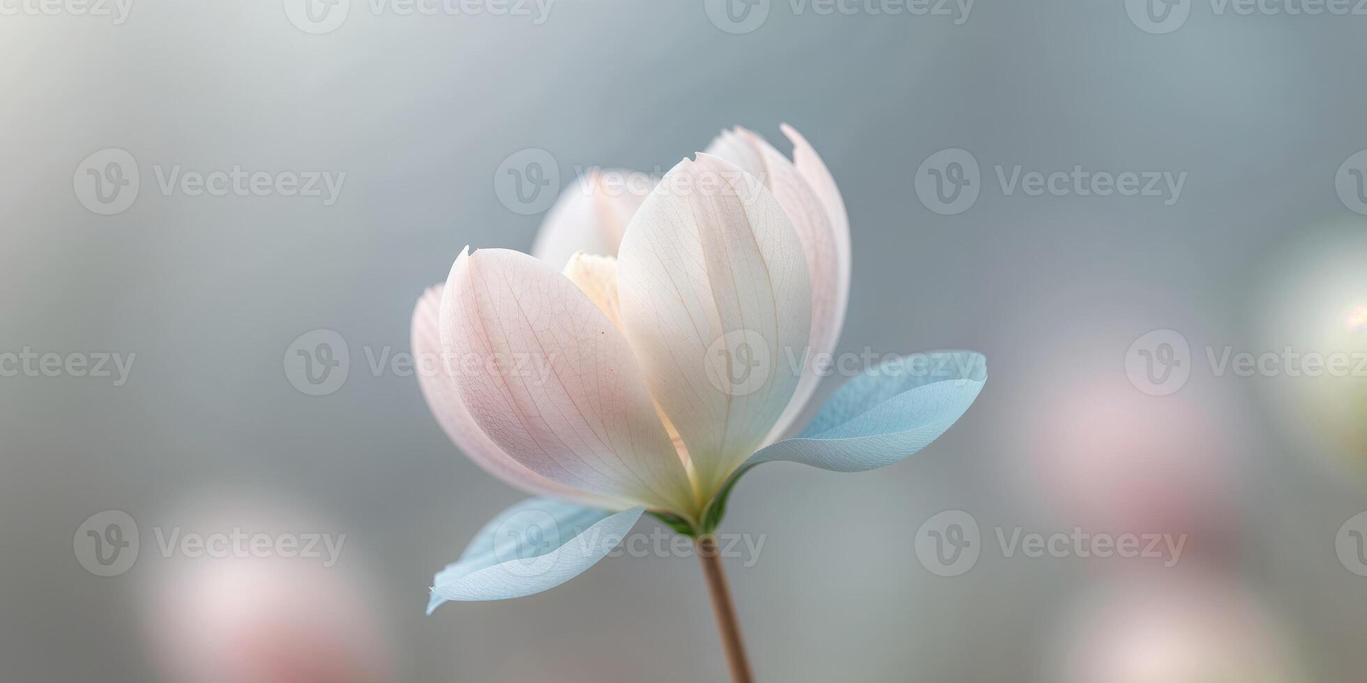 A Stunning Macro View of a Spring Flower in Gentle Pastel Tones. photo