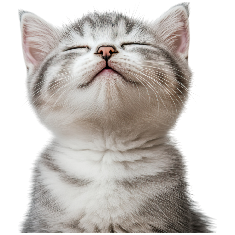 A close-up of a content grey tabby kitten with its eyes closed, mouth slightly open, and a relaxed expression. png