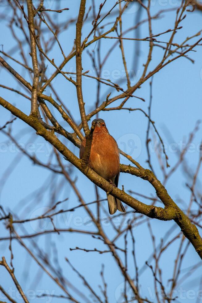 A bird sitting on a tree branch with no leaves photo