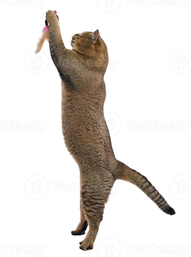 Cat stands on its hind legs, reaching up to play with a small toy held just above its head. photo