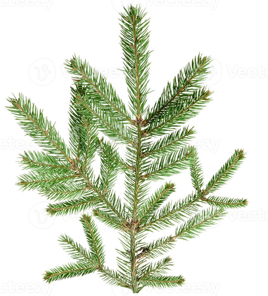 Single spruce branch with green needles, isolated background. The branch is detailed and shows the texture of the needles and stem. photo
