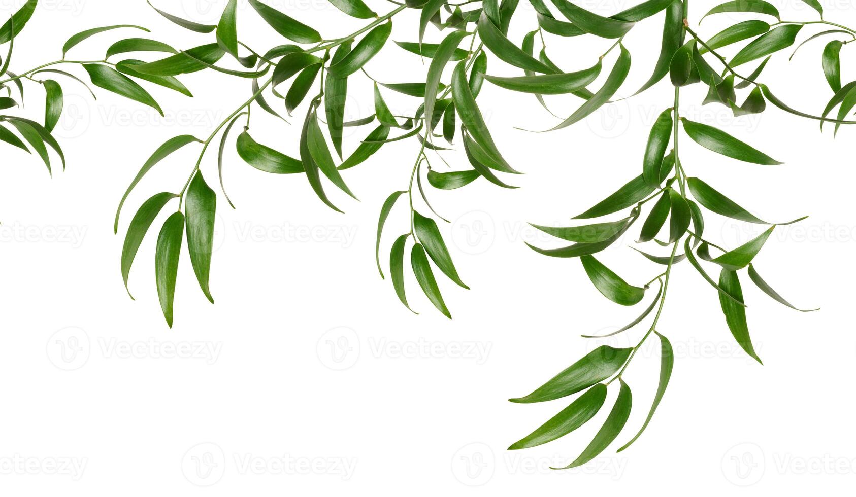 Green leaf of bridal creeper plant on isolated background, copy space photo