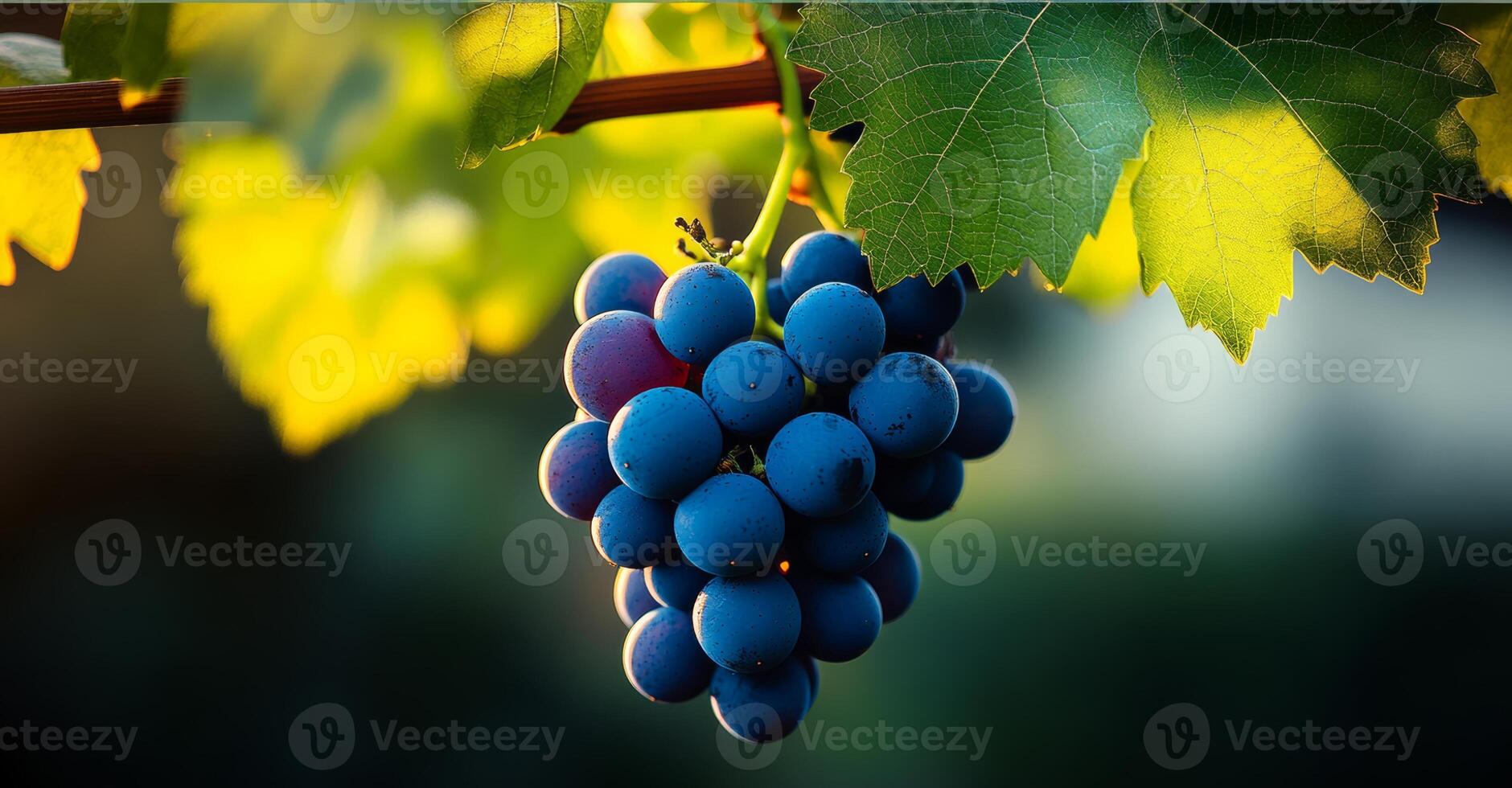 Bunch of grapes hanging from a vine. The grapes are ripe and ready to be picked. Concept of abundance and freshness, as well as the beauty of nature photo