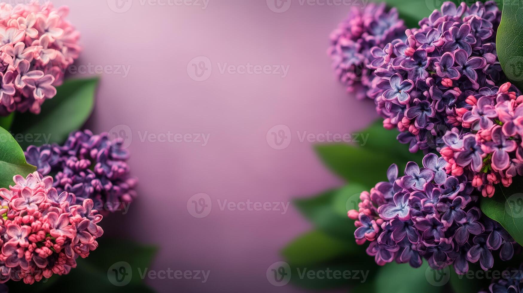 Purple and pink flower arrangement with a purple background. The flowers are in full bloom and the background is a light purple color photo