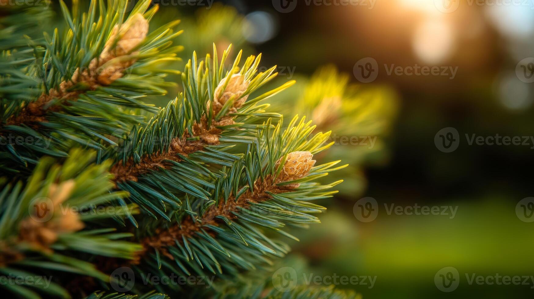 Pine tree branch with pinecone on it. The pinecone is brown and the branch is green photo