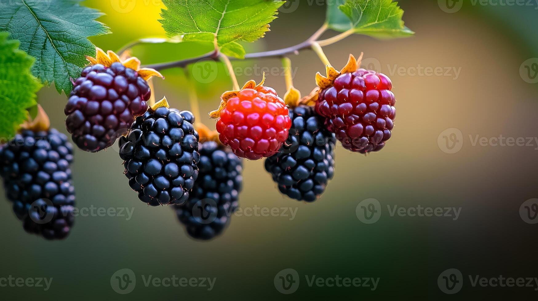 Bunch of black and red raspberries hanging from a tree. The black berries are larger than the red ones photo