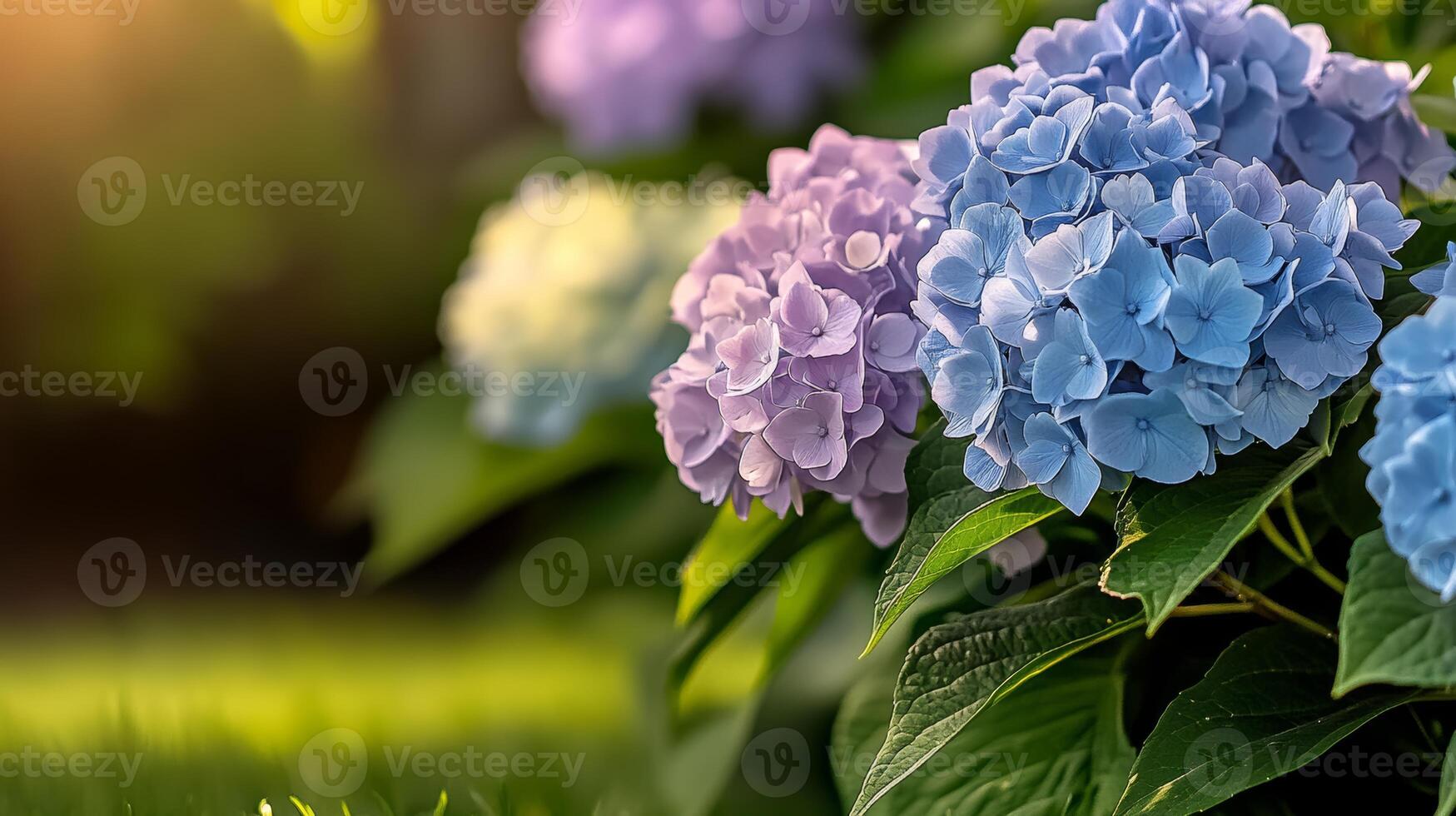 Bunch of blue and purple flowers are in a garden. The flowers are in full bloom and are surrounded by green leaves. The scene is peaceful and serene photo