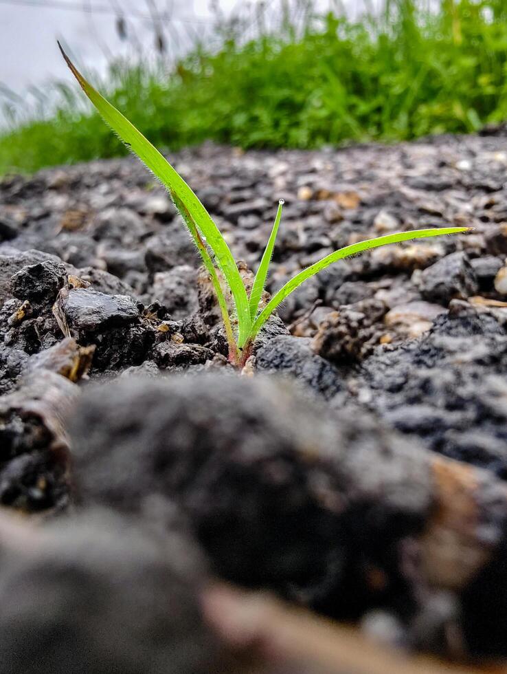 A Small Green Sprout Growing in Rock Crevices photo