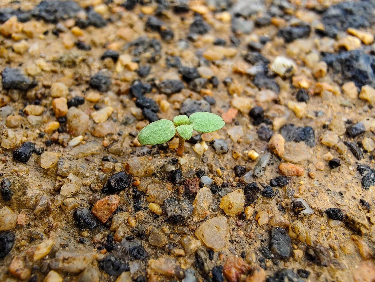 A green seedling thrives in the cracks of the stones, displaying nature's resilience. photo
