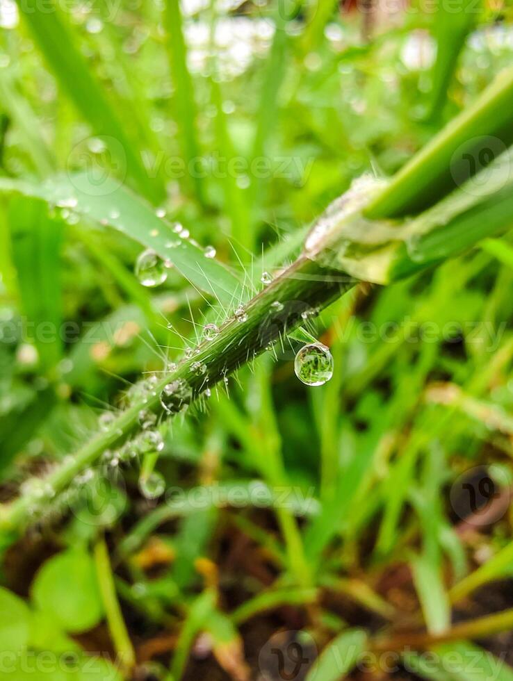 Close-up of Water Droplets on Grass After Rain photo
