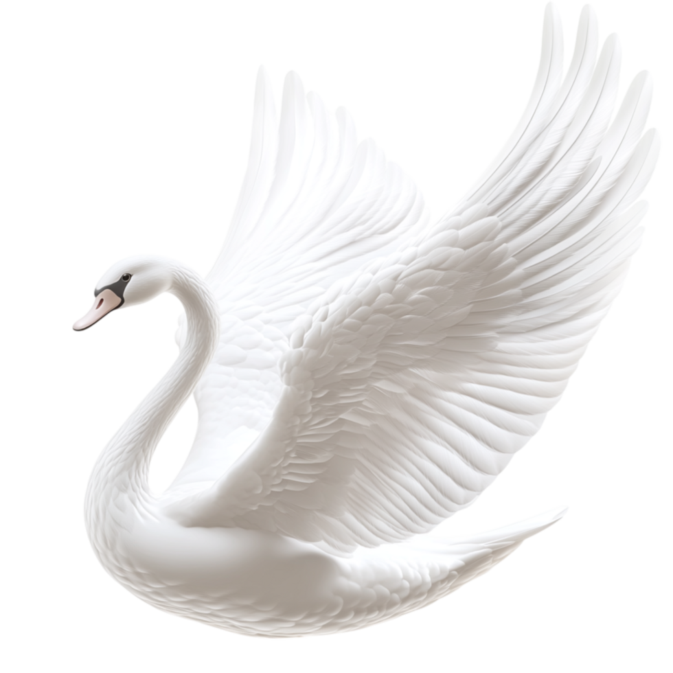 Majest White Swan Spreading Wings in a Beautiful Flight Pose png