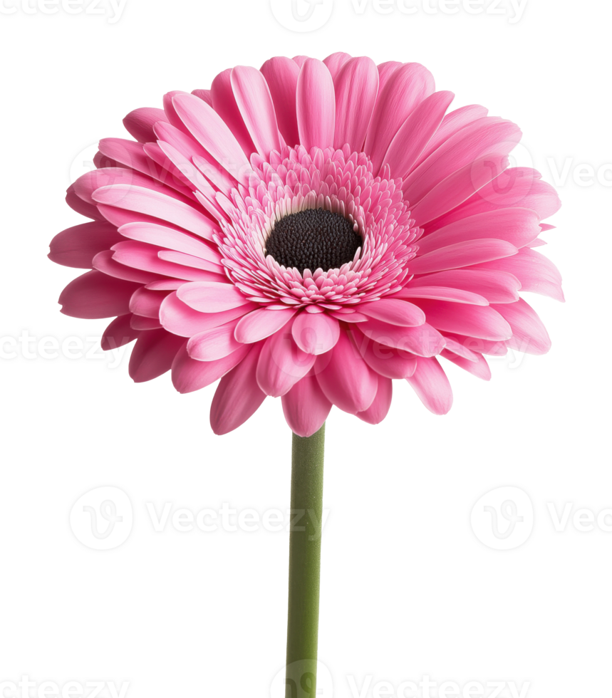 Pink gerbera flower isolated on transparent background png