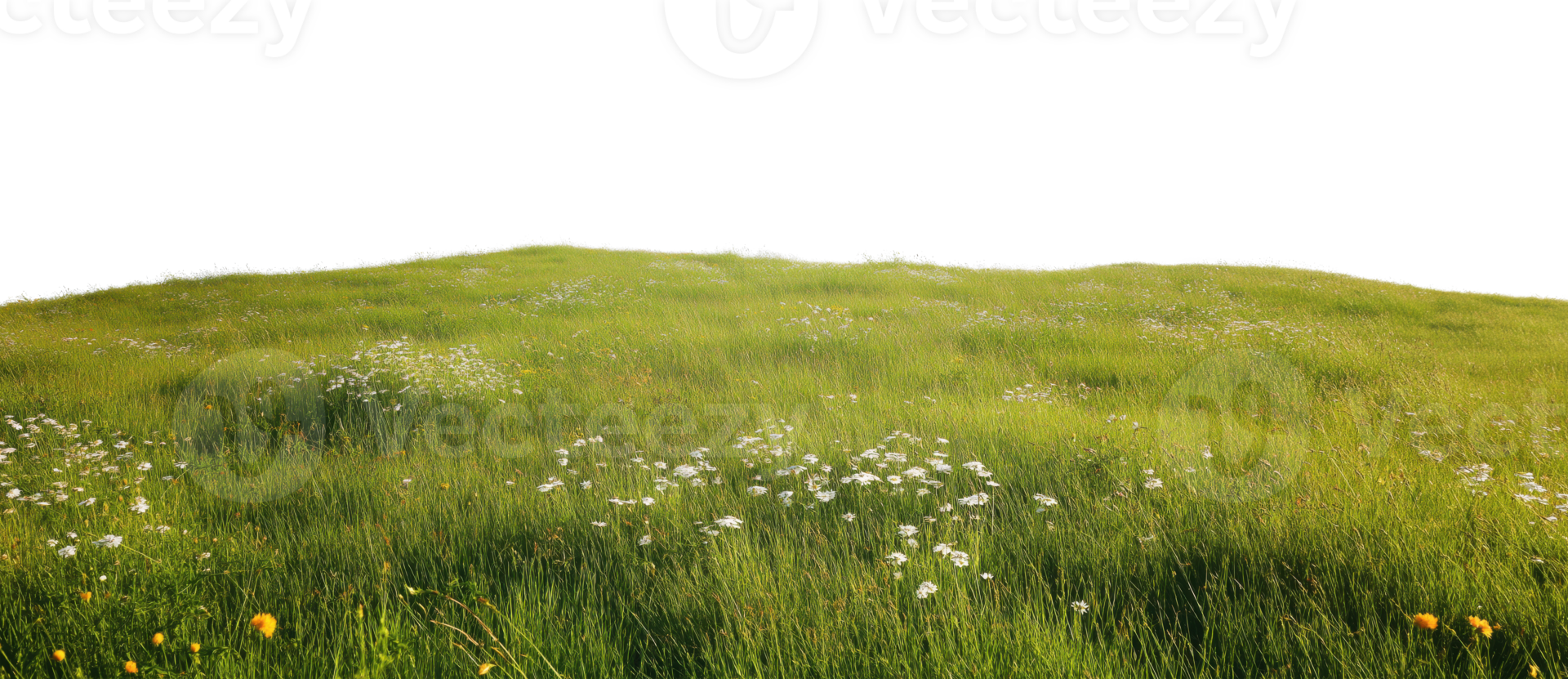 Green summer meadow isolated on transparent background png