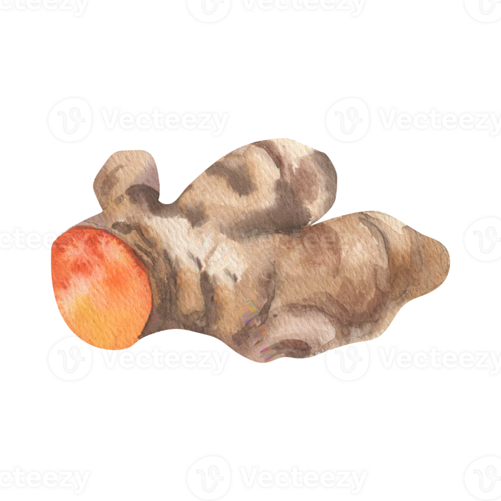 Turmeric root watercolor illustration. Hand drawn isolated Indian spices clipart,curcuma bunch painting, curry and sauce ingredient, botanical element for sticker,packing,menu design png