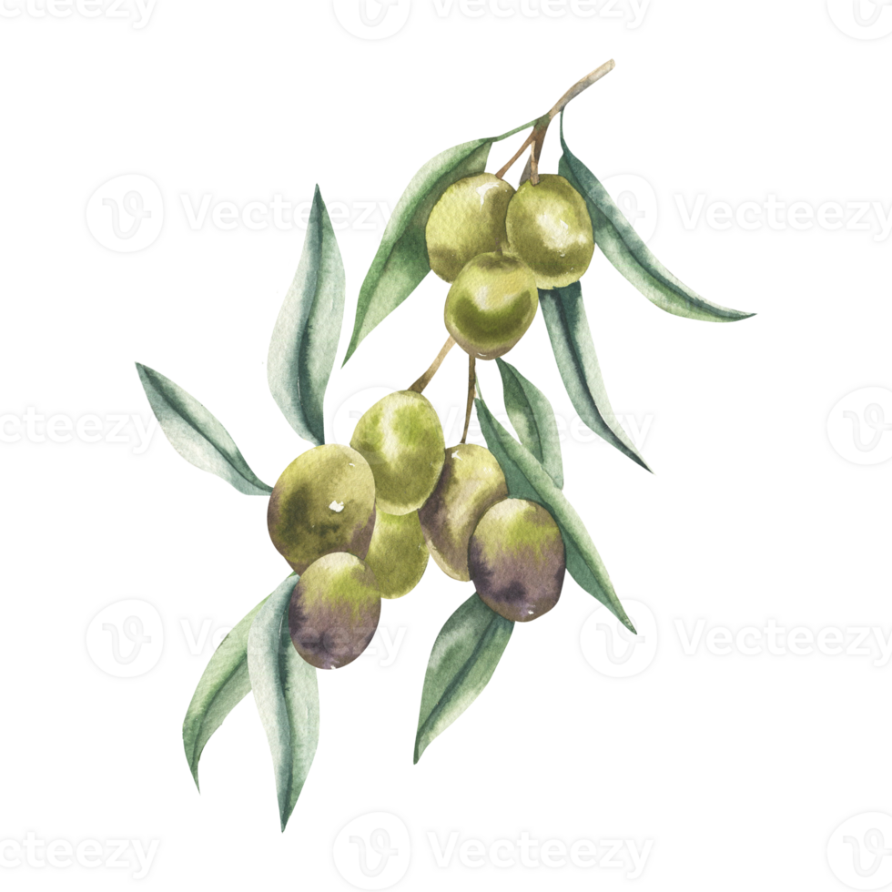 Olive branch with leaves and berries watercolor illustration. Hand drawn botanical clipart, Greece traditional symbol, floral clipart with green ripe for label,logo, card, poster design png