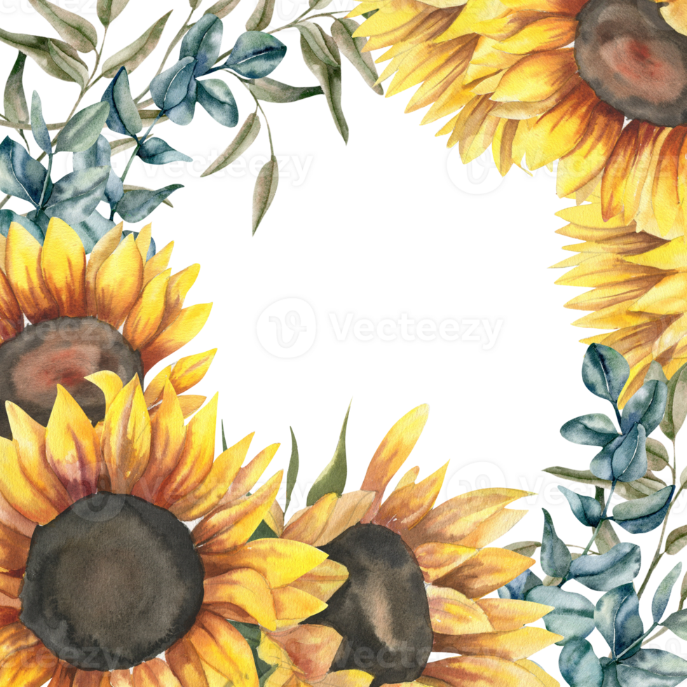 Floral banner with sunflowers and green eucalyptus watercolor illustration. Hand drawn botanical petal blossom frame,autumn sunny field flowers for poster, card, invitation design png