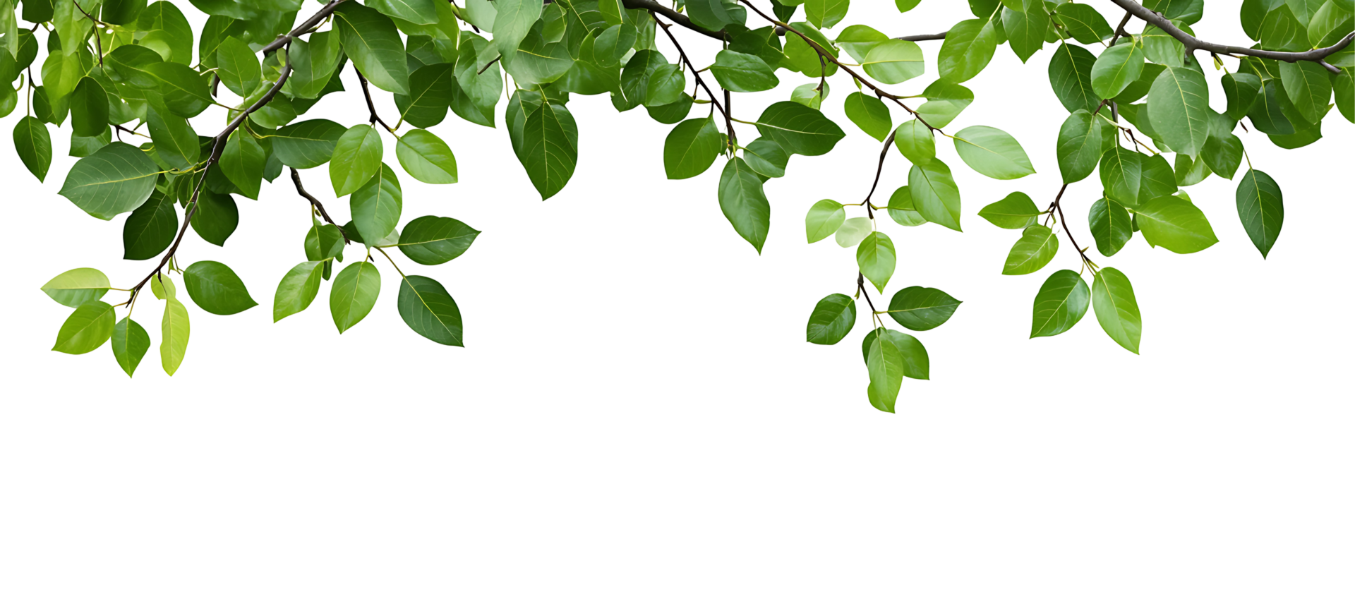 Green leaves branch isolated png
