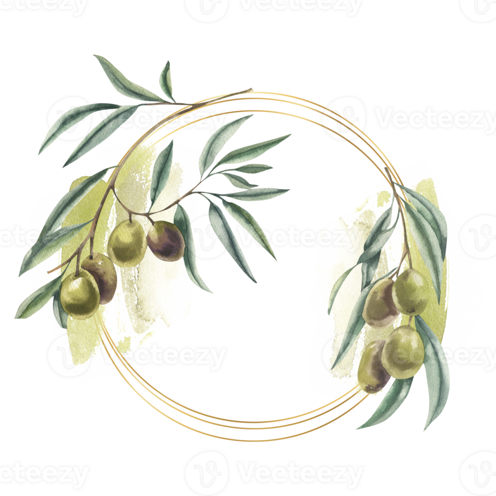 Olives branches with green fruits on watercolor splashes golden round frame. Hand drawn floral wreath with summer botanical elements,cosmetics and salad ingredient clipart for card,icon,label design png
