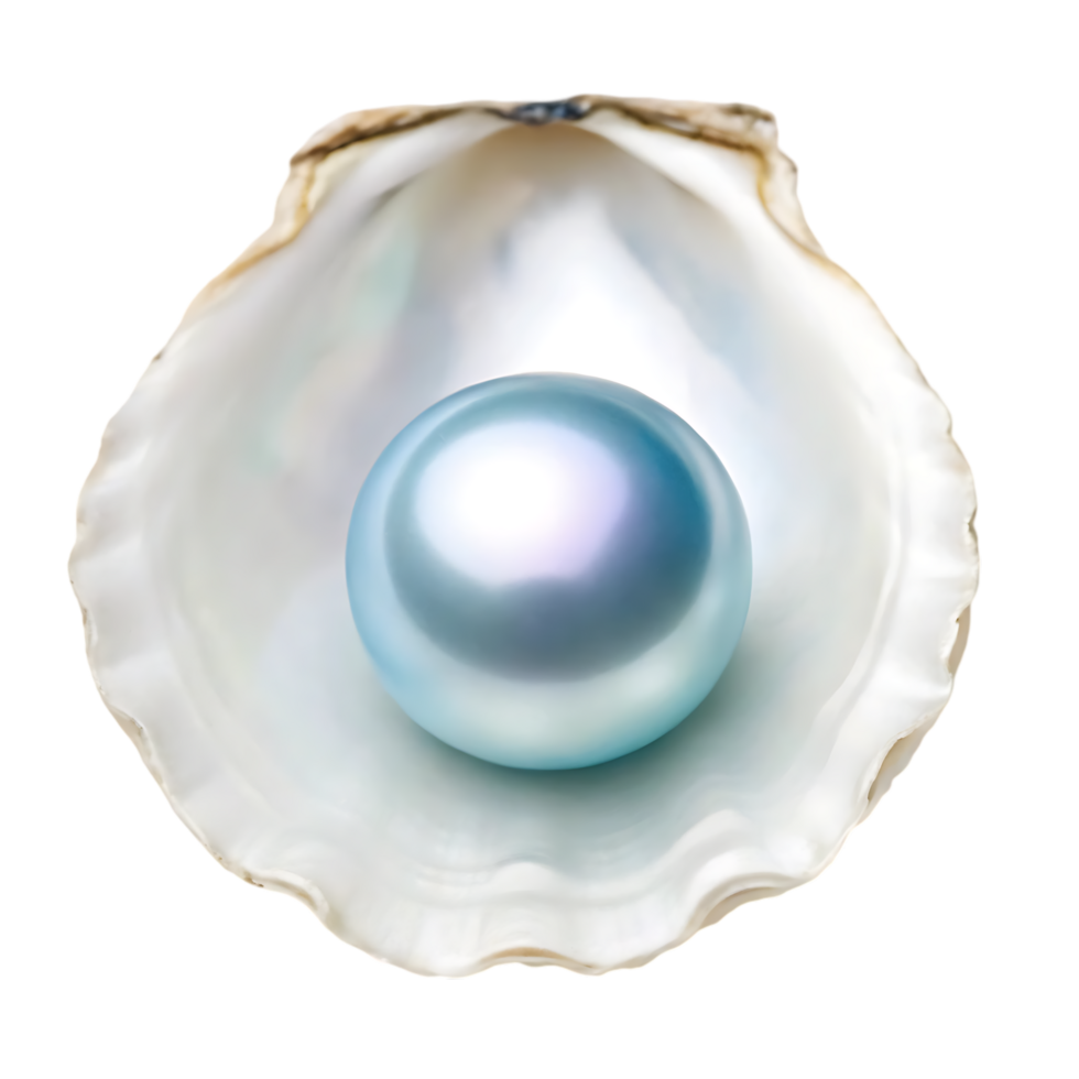Single pearl in an oyster shell png