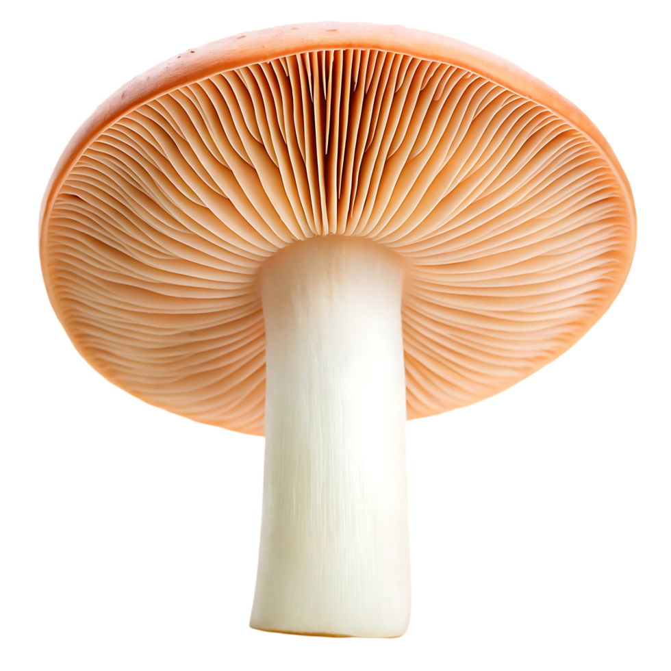 Close up of a single mushroom with a light orange cap and white stem. png