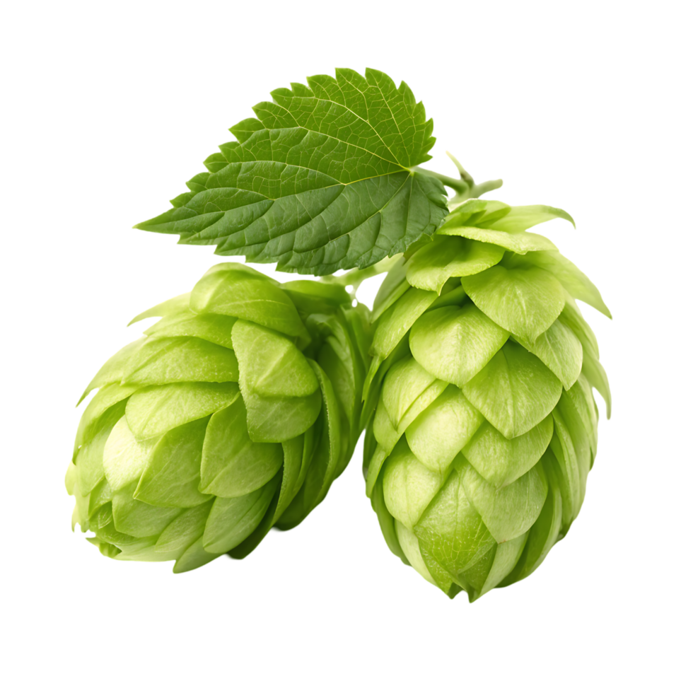 Fresh green hops cones with leaf. Brewing ingredient. png
