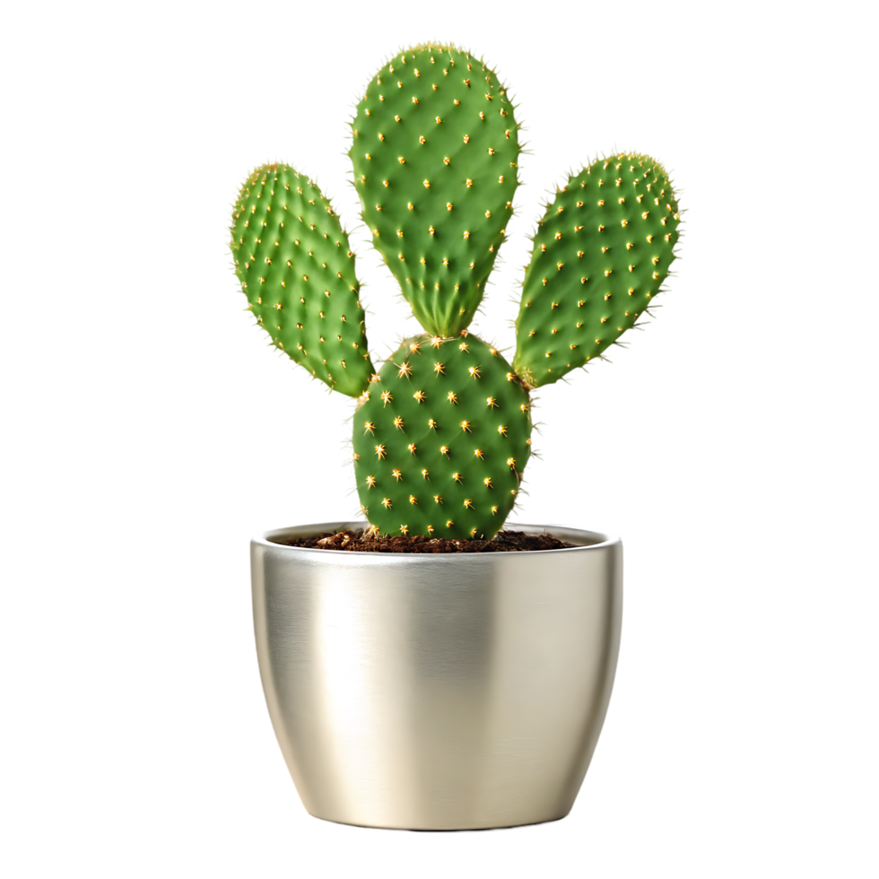 Small prickly pear cactus in a silver pot png