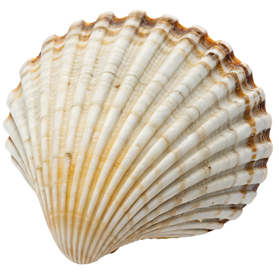 Close up of a seashell with intricate details. png