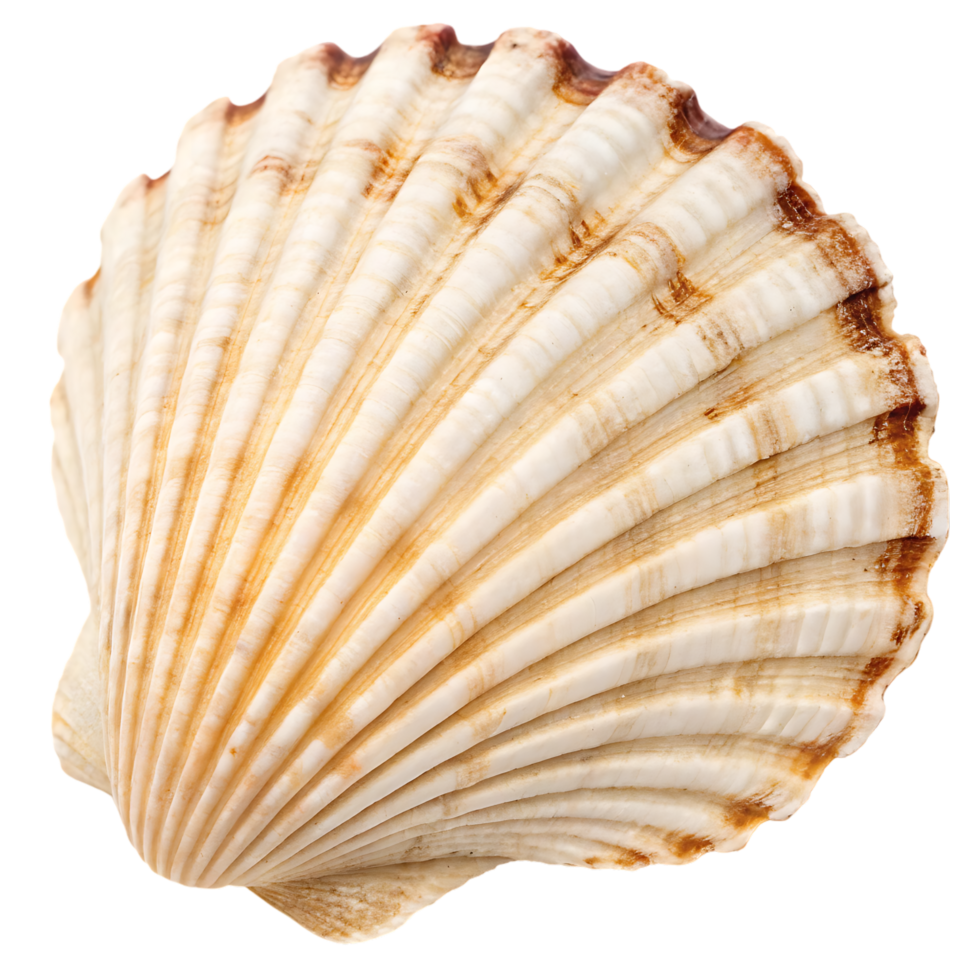 Close up of a single seashell, showing intricate details. png