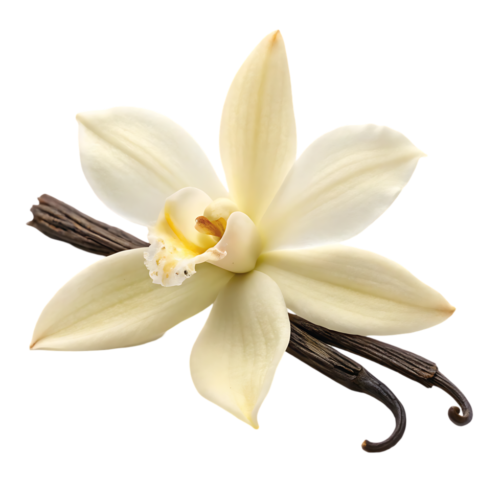 Vanilla flower and beans. Aromatic spice, flavoring, ingredient. png