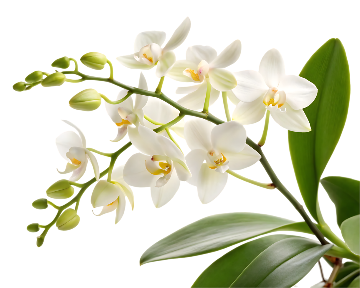 Elegant white orchid flower blossom png