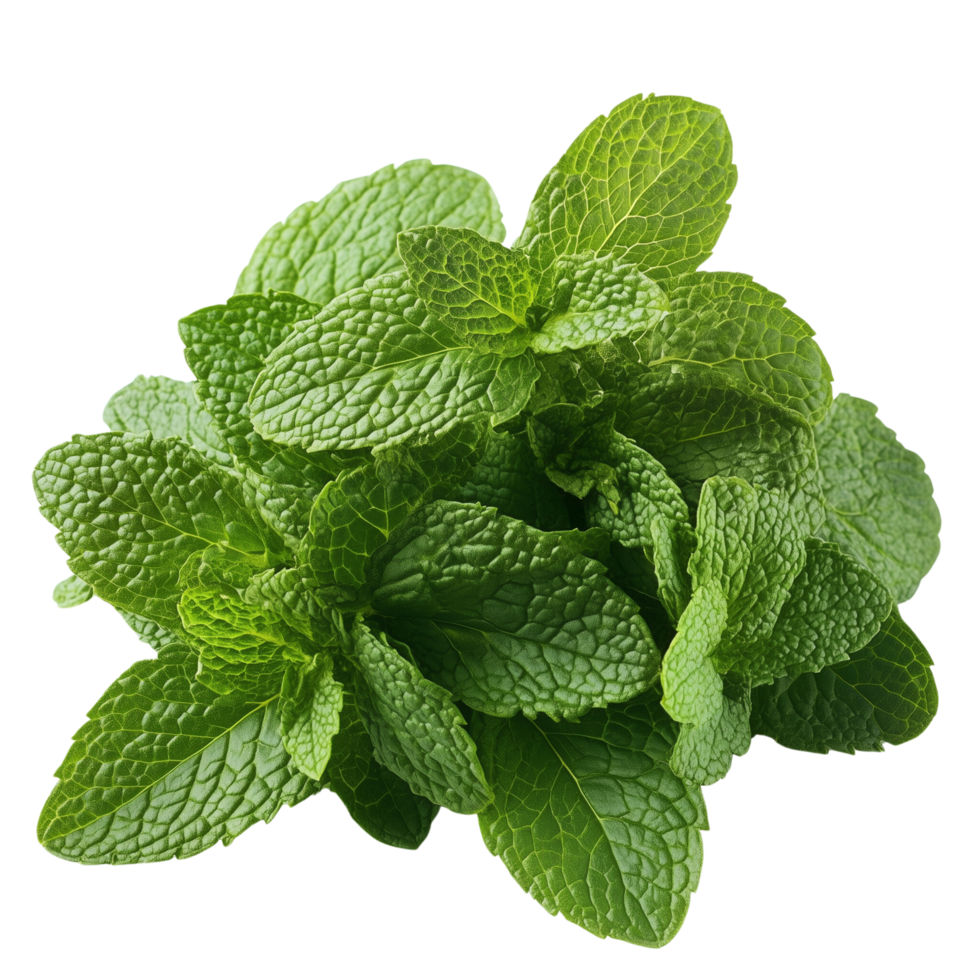 A fresh mint leaves overlapping against a white background, Isolated on transparent Background png
