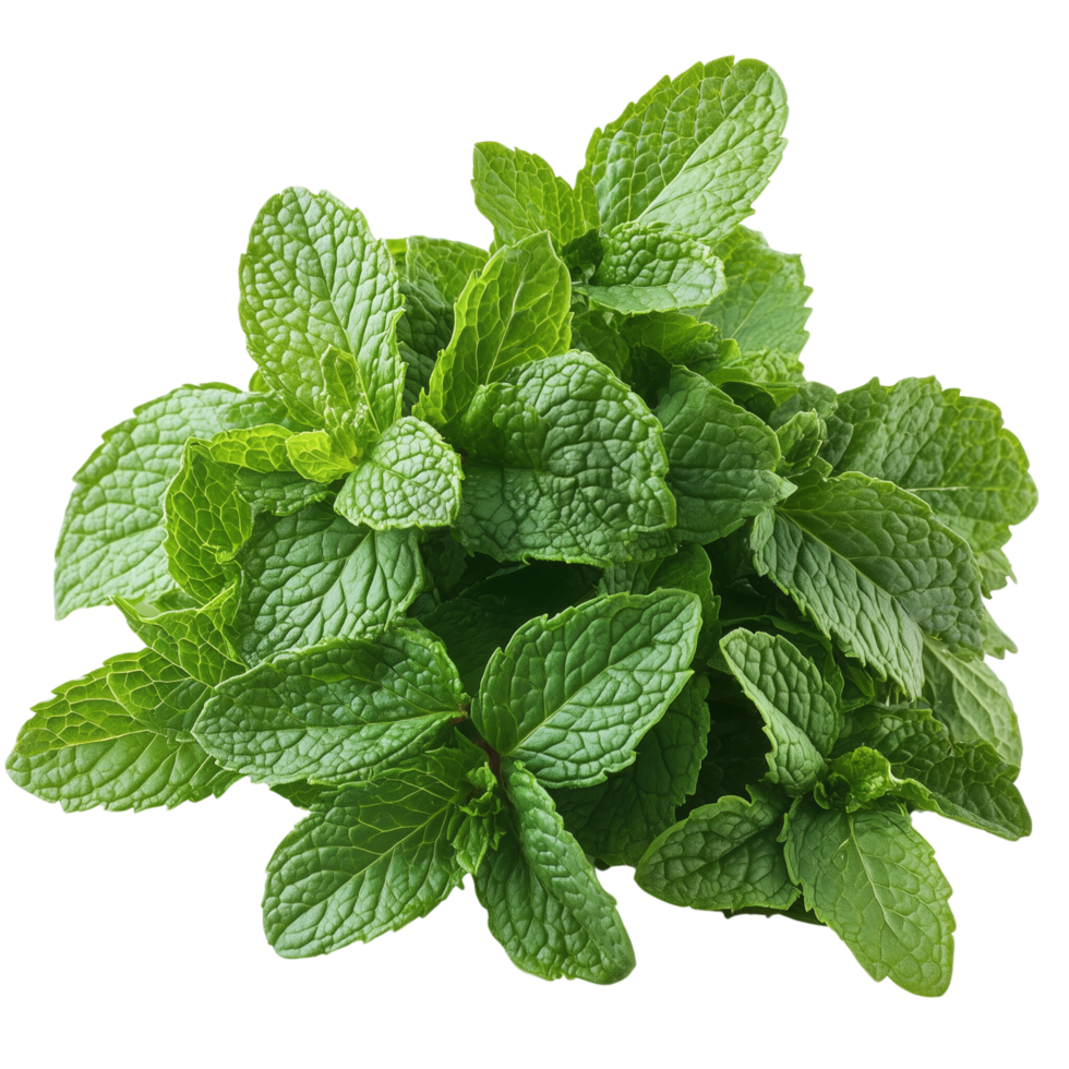 A fresh mint leaves overlapping, set against a white background, Isolated on transparent Background png