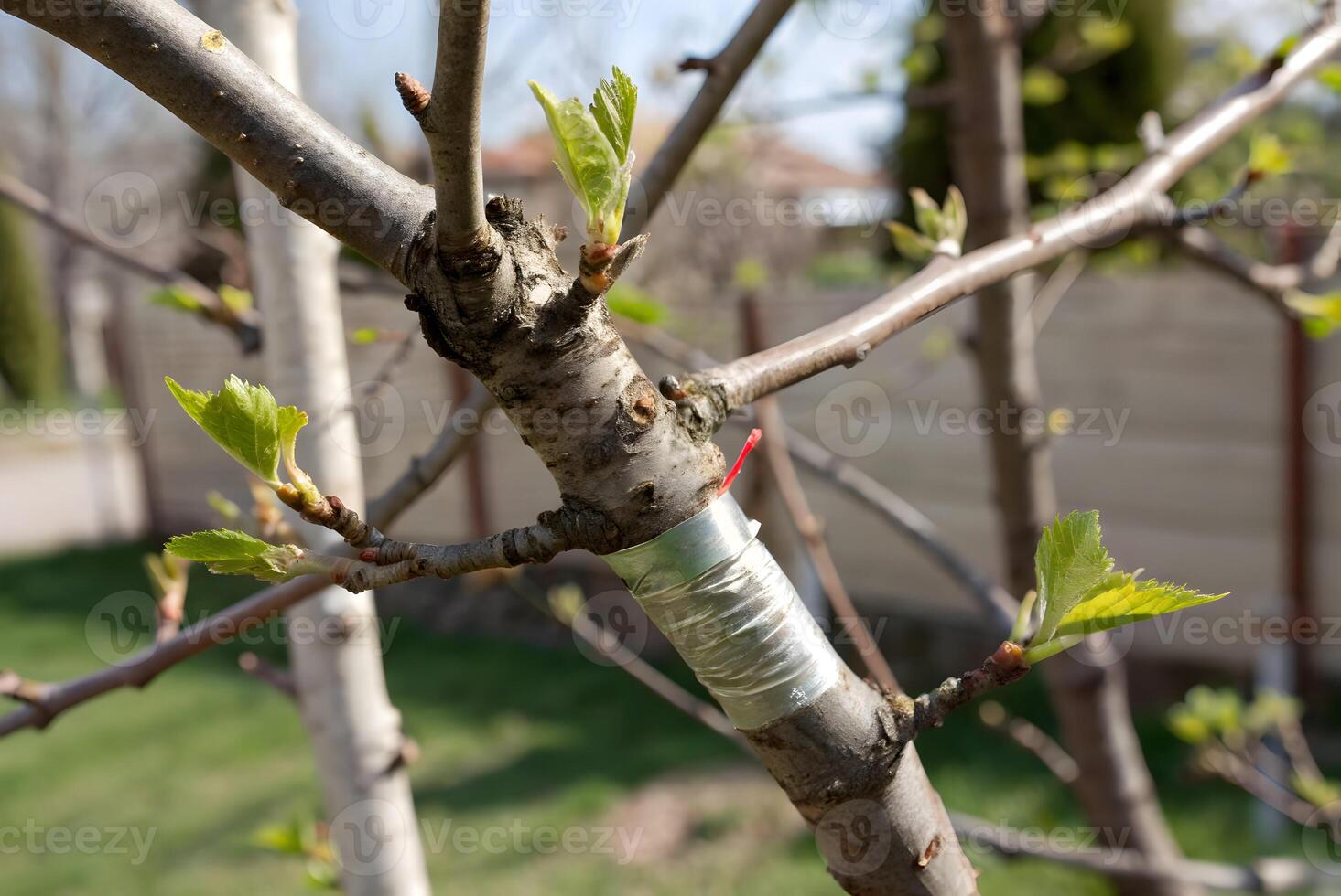 a young tree branch with a grafted scion secured with tape, showing new growth photo