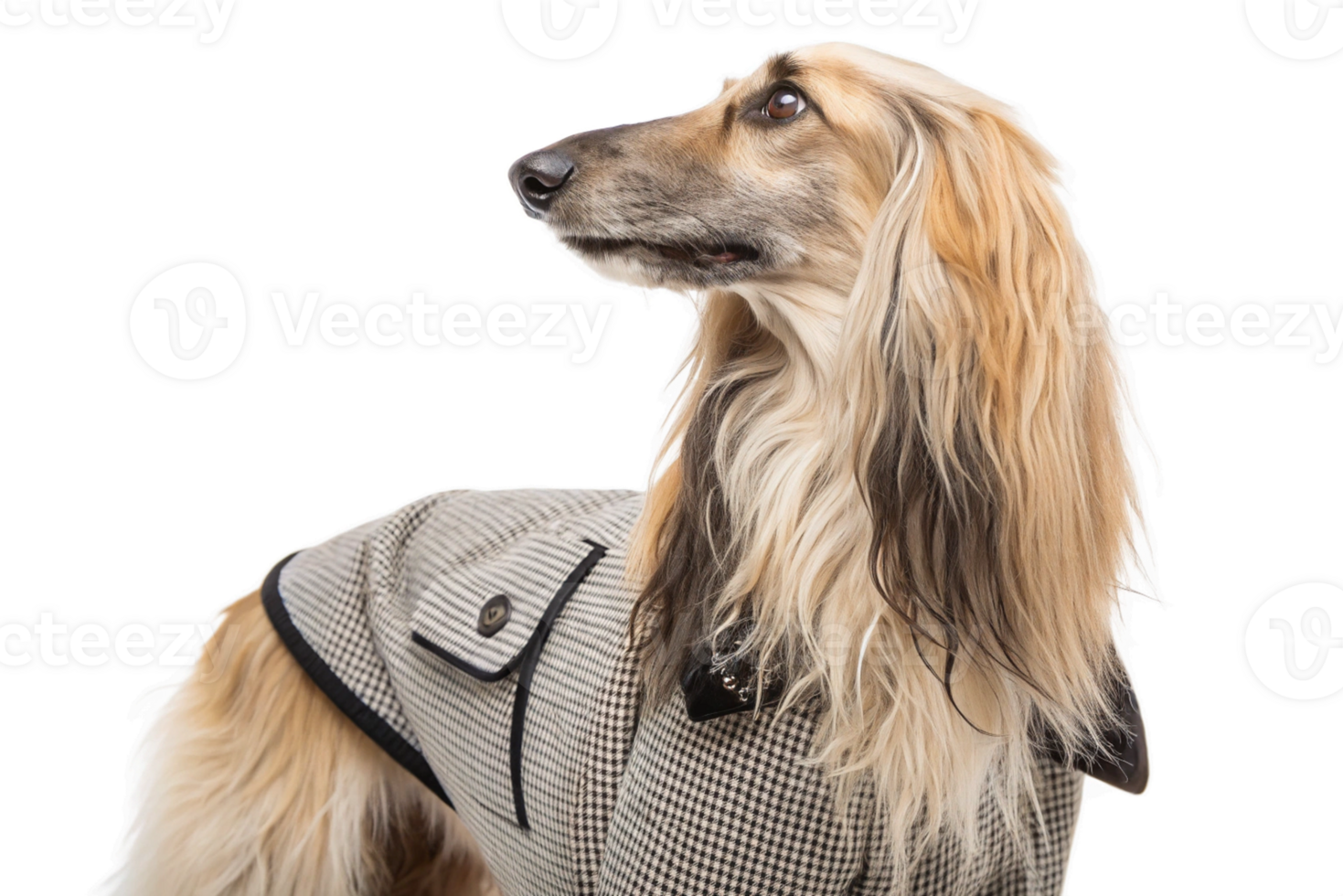Afghan Hound in a stylish fashion clothes - isolated png