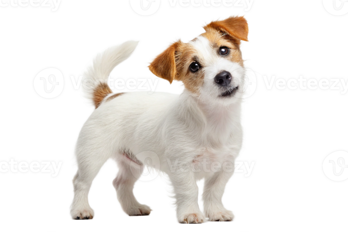 full body of a Cute small dog Jack Russell terrier isolated- generated by ai png