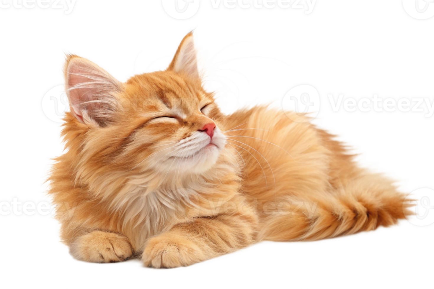 full body of a cute ginger cat lying on isolated png