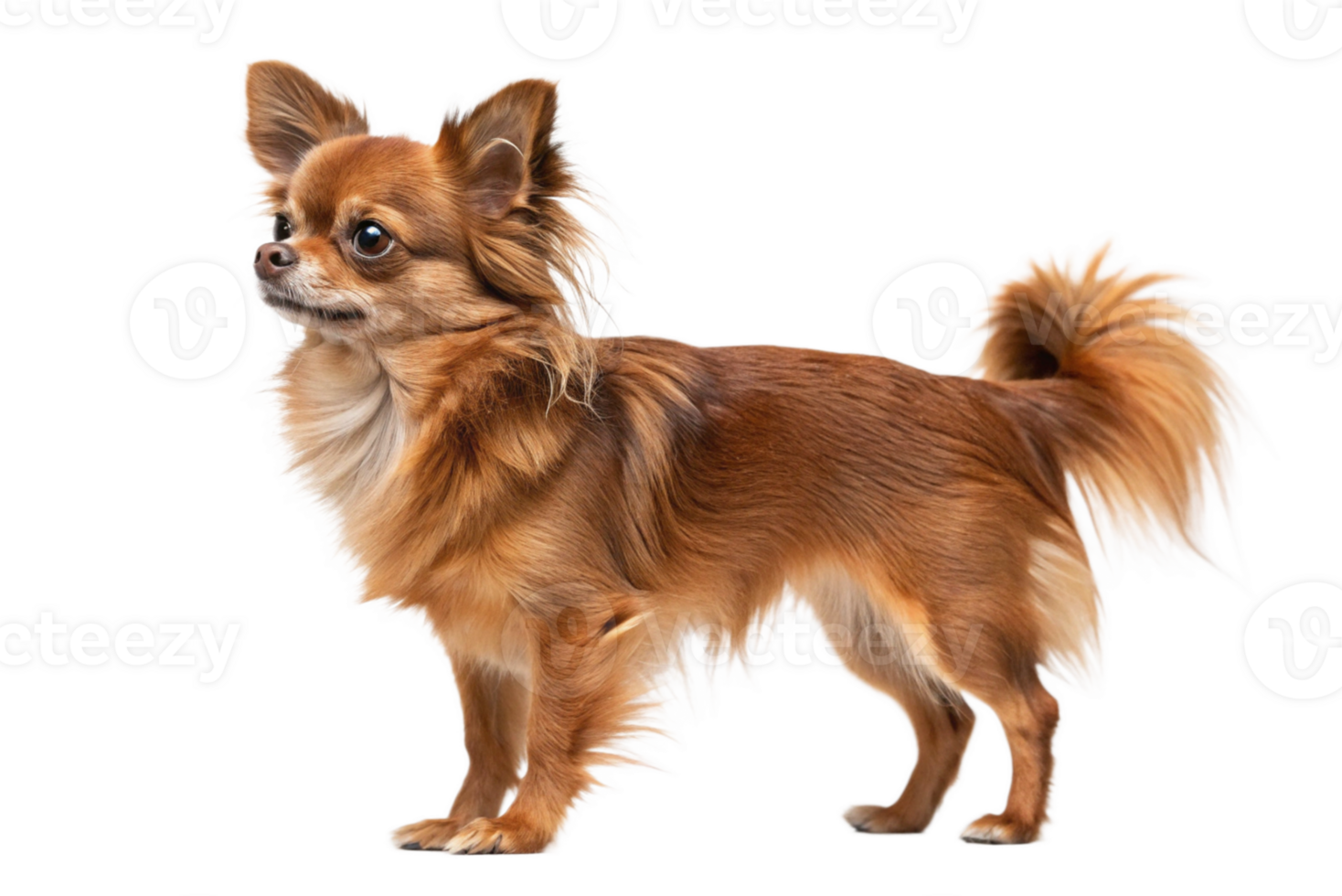full body of a Pretty brown standing chihuahua isolated - generated by ai png