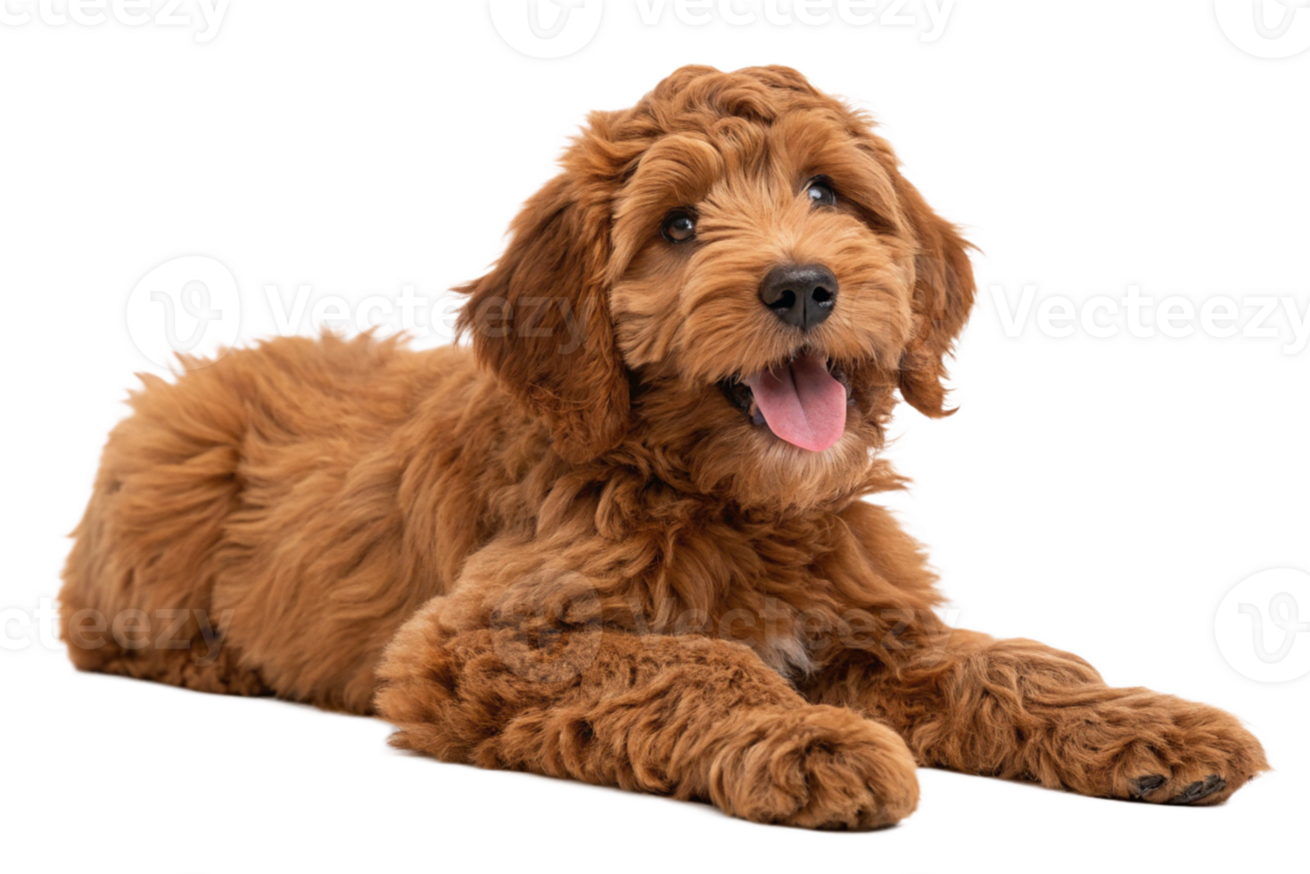 full body of a Adorable red Cobberdog aka Labradoodle dog puppy, laying down facing front. Looking straight to camera, tongue out- Isolated - generated by ai png