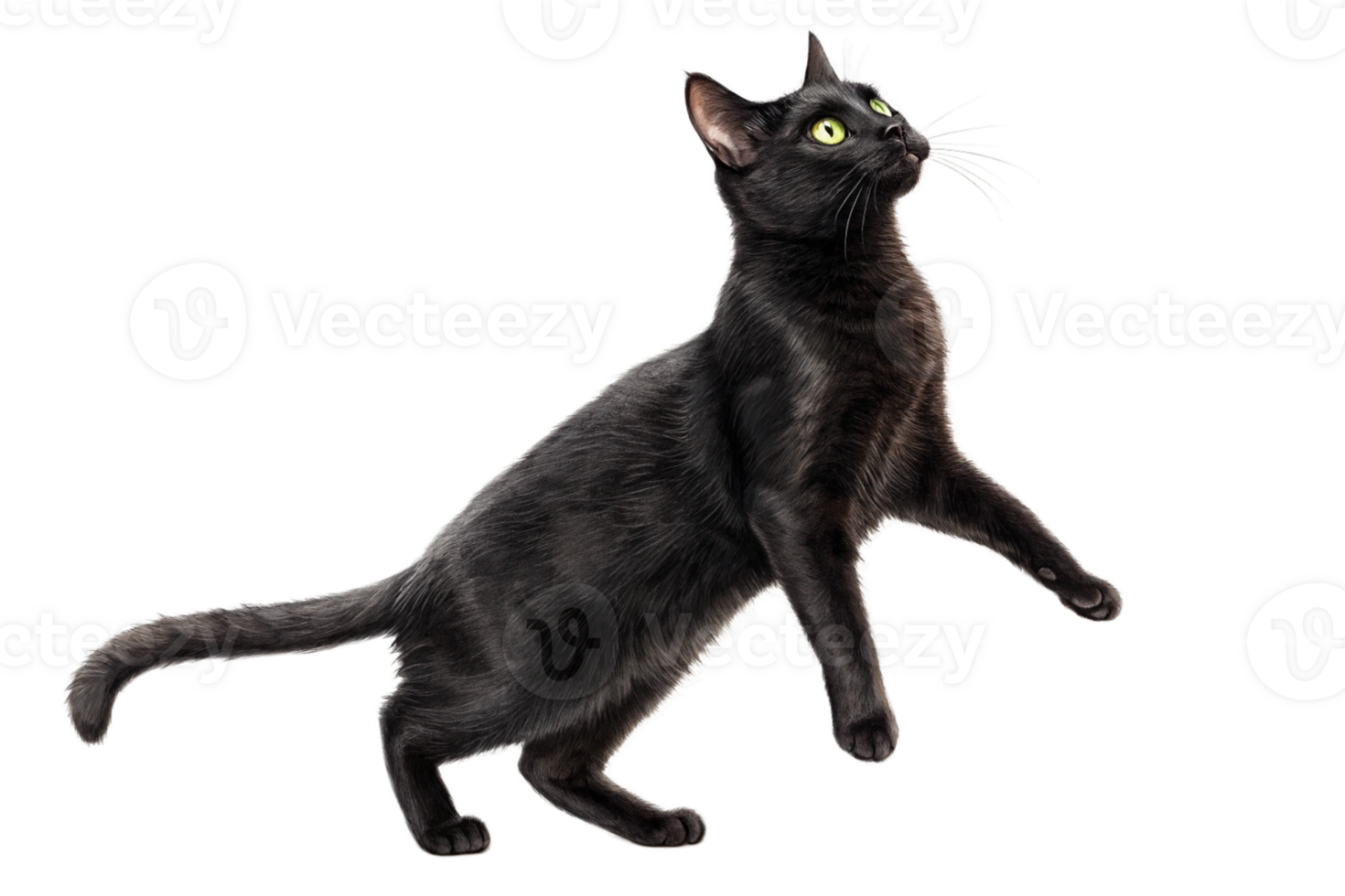 full body of a Black cat stands on its hind legs on isolated -generated by ai png