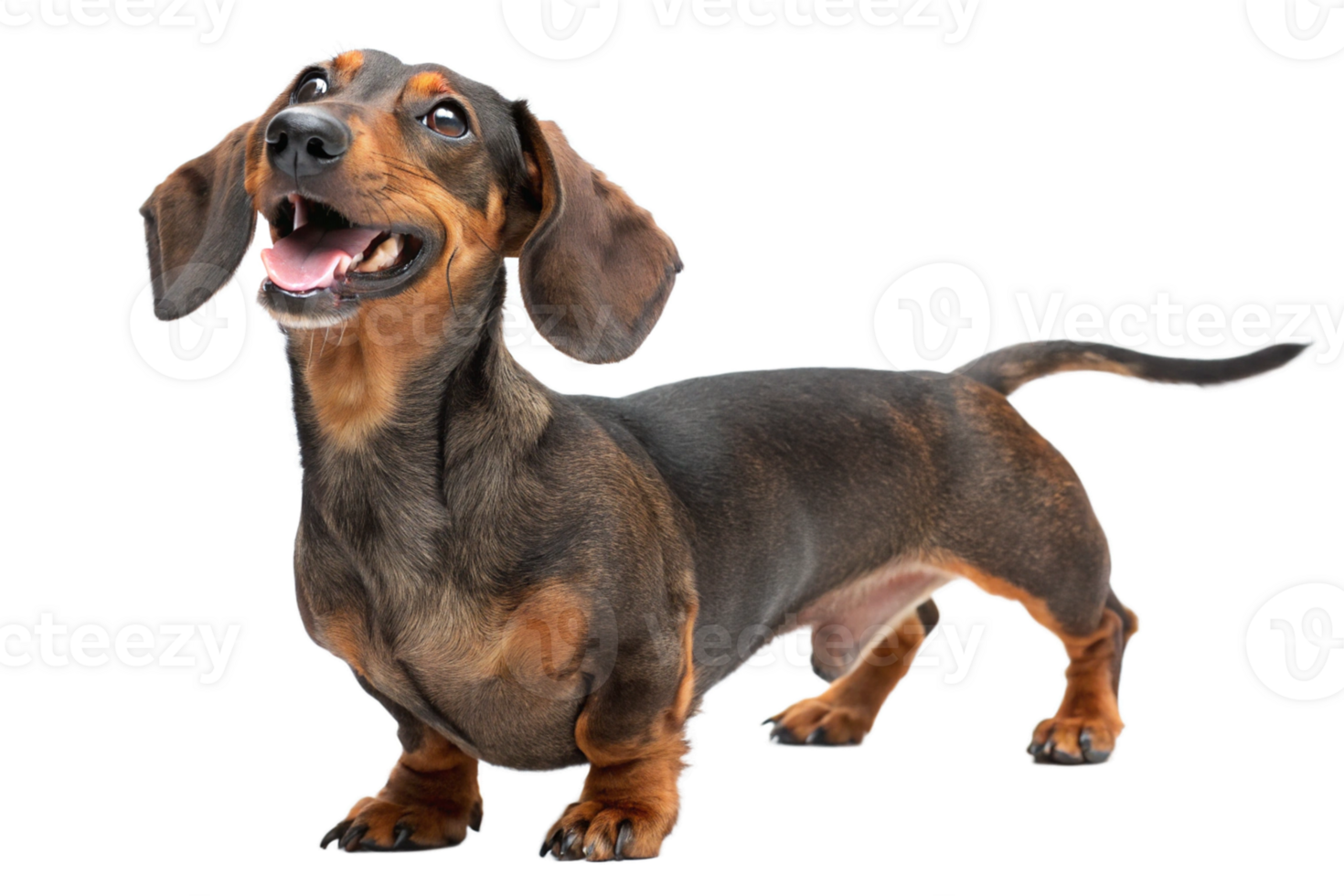 full body of a dachshund dog with happy expression- Isolated - generated by ai png