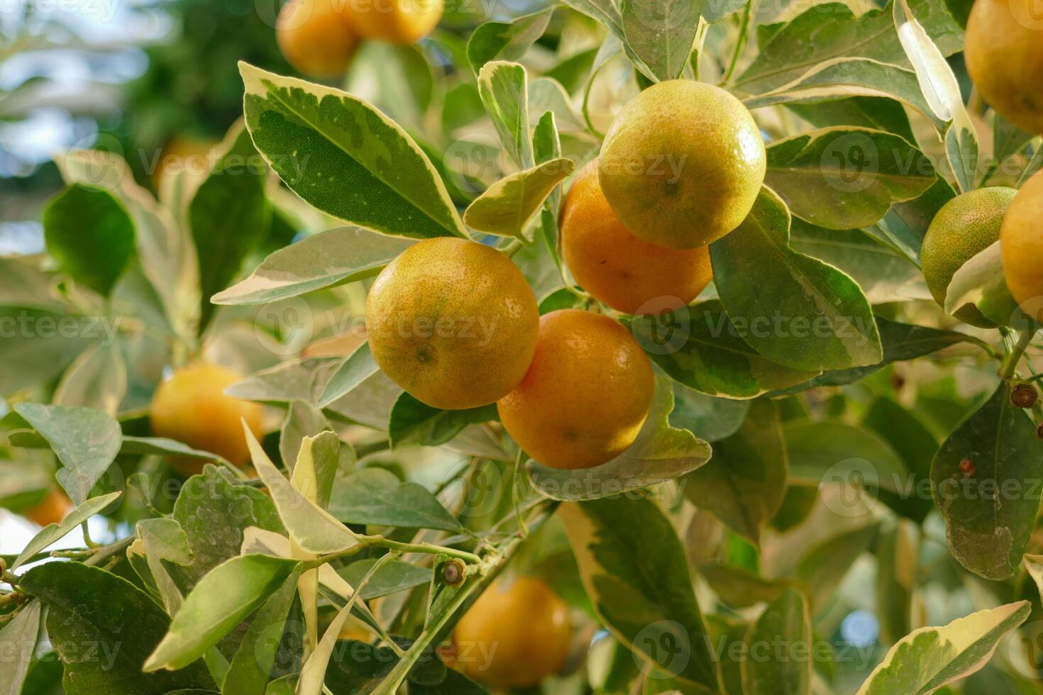 A bunch of ripe oranges on a tree photo
